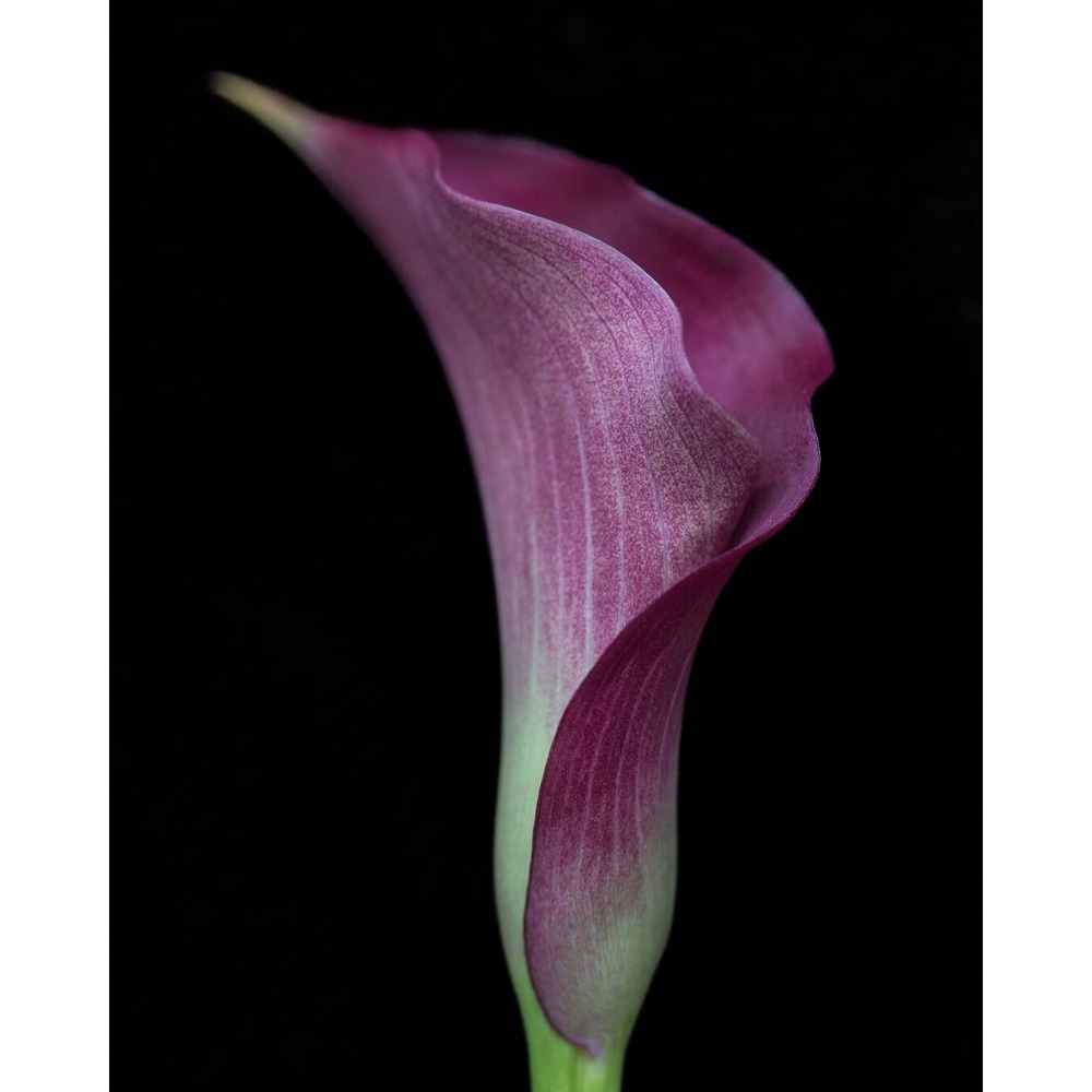 Calla‎ Lily Spectacular 8 X 10" Fine Art Floral Print